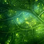 scientists-unravel-long-standing-photosynthesis-puzzle