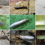 stonefly-phylogeny-unraveled-through-mitochondrial-genomic-analysis