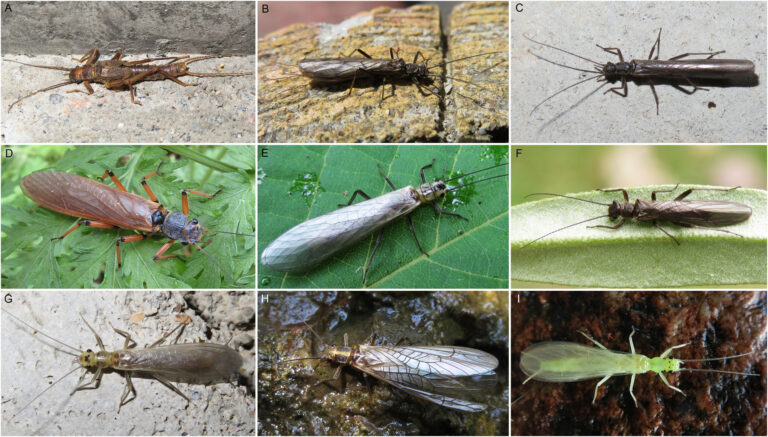stonefly-phylogeny-unraveled-through-mitochondrial-genomic-analysis