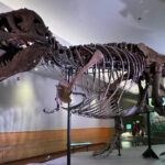 t-rex-blood-vessel-discovery-offers-new-insights-into-dinosaur-biology