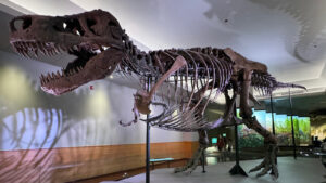 t-rex-blood-vessel-discovery-offers-new-insights-into-dinosaur-biology