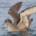 tasmania-s-bird-flu-vigilance-heightens-as-migratory-birds-return