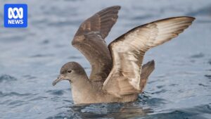 tasmania-s-bird-flu-vigilance-heightens-as-migratory-birds-return