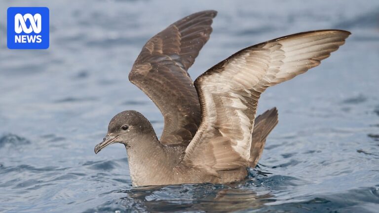 tasmania-s-bird-flu-vigilance-heightens-as-migratory-birds-return