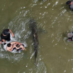 tourist-death-by-dusky-sharks-in-israel-sparks-global-discussion-on-shark-behavior