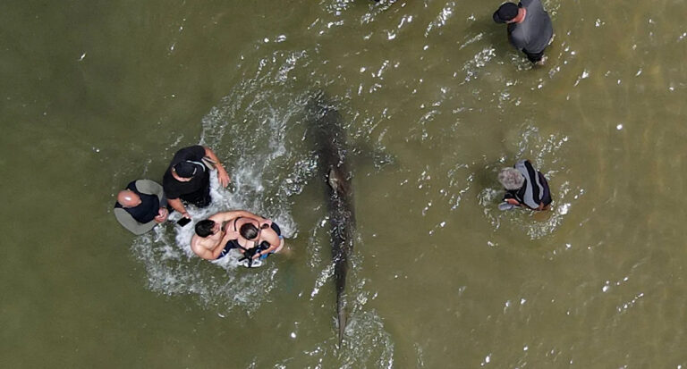 tourist-death-by-dusky-sharks-in-israel-sparks-global-discussion-on-shark-behavior
