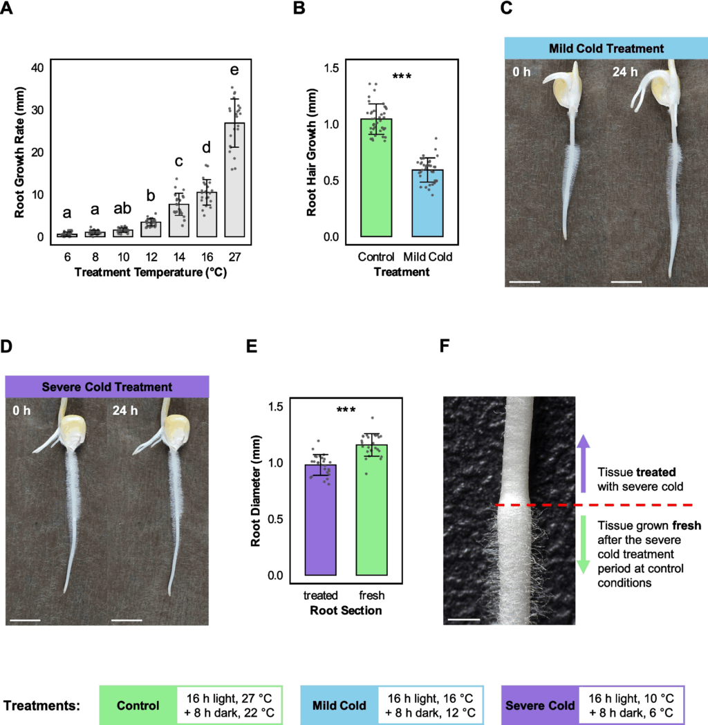 understanding-cold-stress-impact-on-maize-root-hairs-a-transcriptomic-analysis