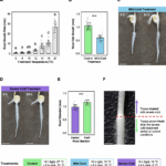 understanding-cold-stress-impact-on-maize-root-hairs-a-transcriptomic-analysis