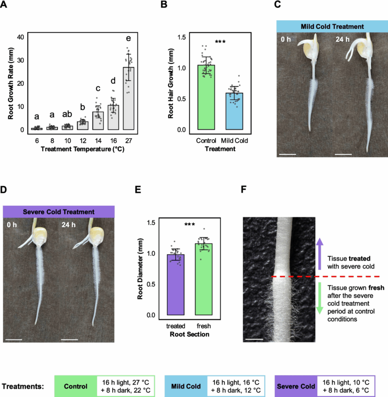 understanding-cold-stress-impact-on-maize-root-hairs-a-transcriptomic-analysis