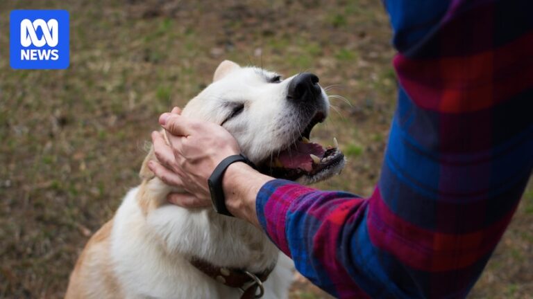 understanding-the-emotional-impact-of-pet-euthanasia-insights-and-guidance