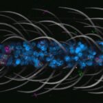 unveiling-the-mosquito-cellular-atlas-a-new-era-in-disease-research