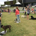 victoria-s-pet-registration-fee-hike-sparks-controversy-amid-cost-of-living-concerns