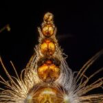 wildlife-photographer-of-the-year-2025-a-celebration-of-nature-s-wonders