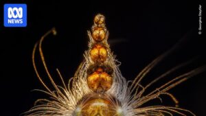 wildlife-photographer-of-the-year-2025-a-celebration-of-nature-s-wonders