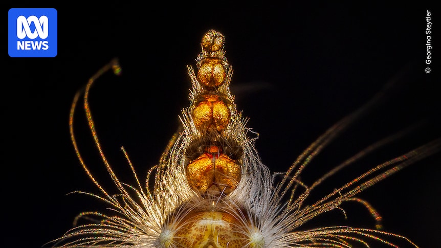 wildlife-photographer-of-the-year-2025-a-celebration-of-nature-s-wonders