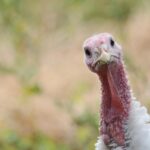 ai-driven-drones-revolutionize-turkey-monitoring-in-agriculture