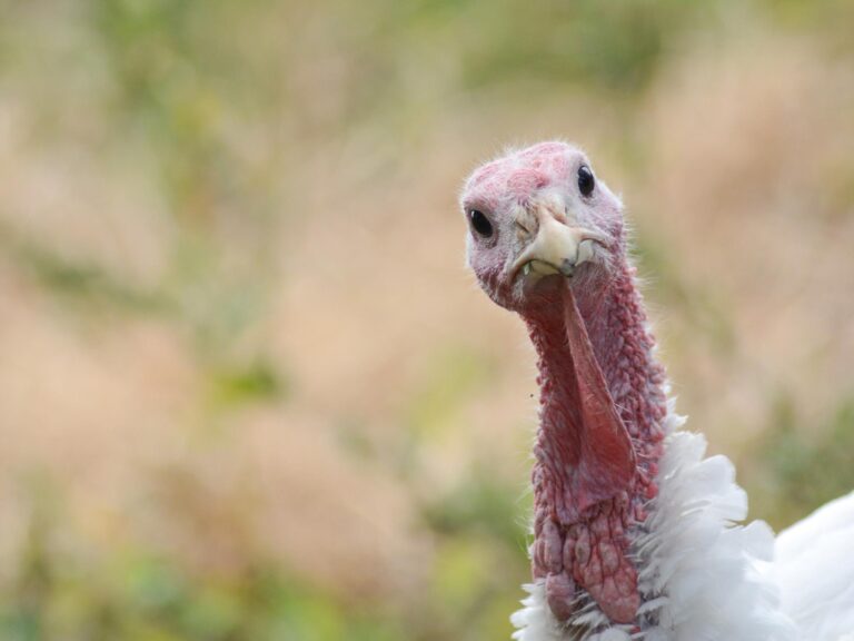 ai-powered-drones-revolutionize-turkey-farm-monitoring