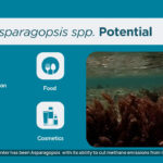 australia-boosts-seaweed-industry-with-8-million-grant-for-methane-reducing-asparagopsis