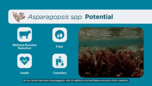 australia-boosts-seaweed-industry-with-8-million-grant-for-methane-reducing-asparagopsis