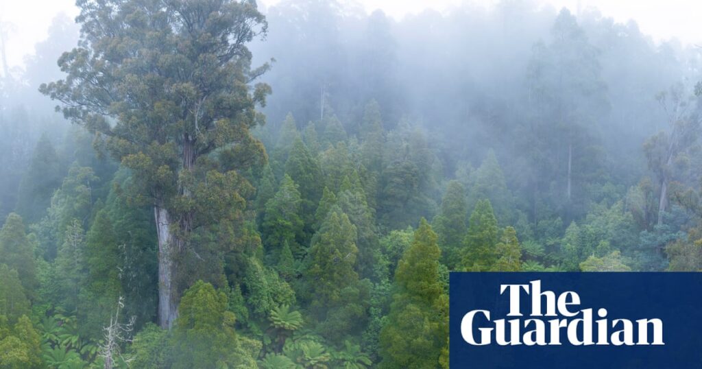 australia-s-nature-laws-overhaul-key-changes-and-implications