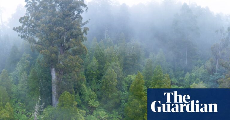 australia-s-nature-laws-overhaul-key-changes-and-implications