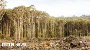 australia-to-overhaul-environmental-laws-with-historic-reforms