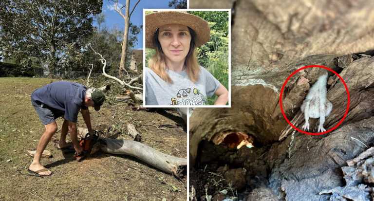 australian-woman-s-quick-action-saves-wildlife-amid-intense-storms