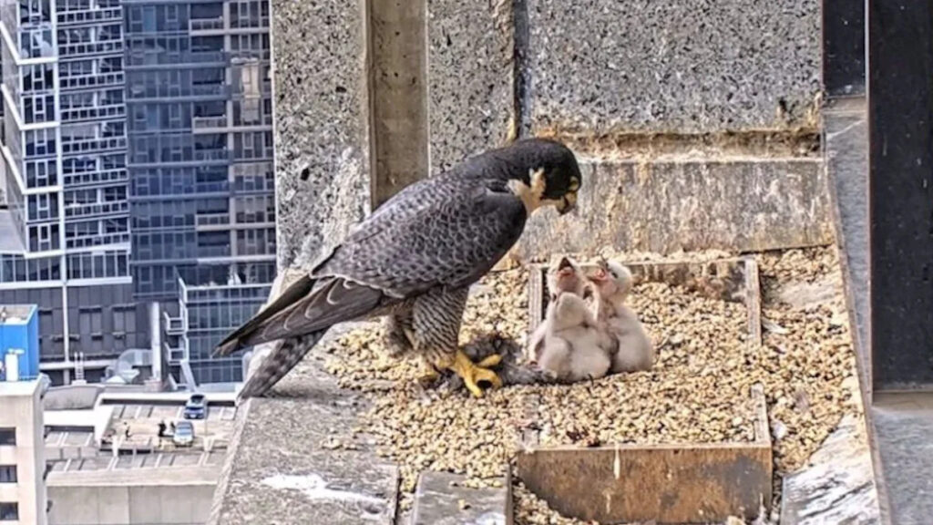 australians-captivated-by-nestflix-the-peregrine-falcon-livestream-phenomenon