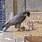 australians-captivated-by-nestflix-the-peregrine-falcon-livestream-phenomenon