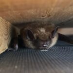 bat-boxes-a-conservation-tool-with-hidden-dangers-in-heatwaves