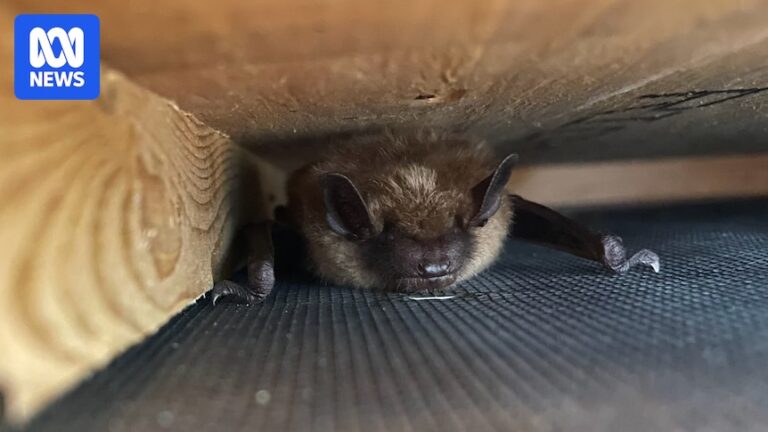 bat-boxes-a-conservation-tool-with-hidden-dangers-in-heatwaves