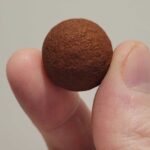 bettongs-seed-cracking-superpower-unveiled-in-new-study