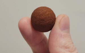 bettongs-seed-cracking-superpower-unveiled-in-new-study