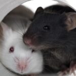 breakthrough-drug-combo-extends-male-mice-lifespan-by-73-