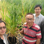 breakthrough-in-oat-genetics-pangenome-project-unlocks-key-traits