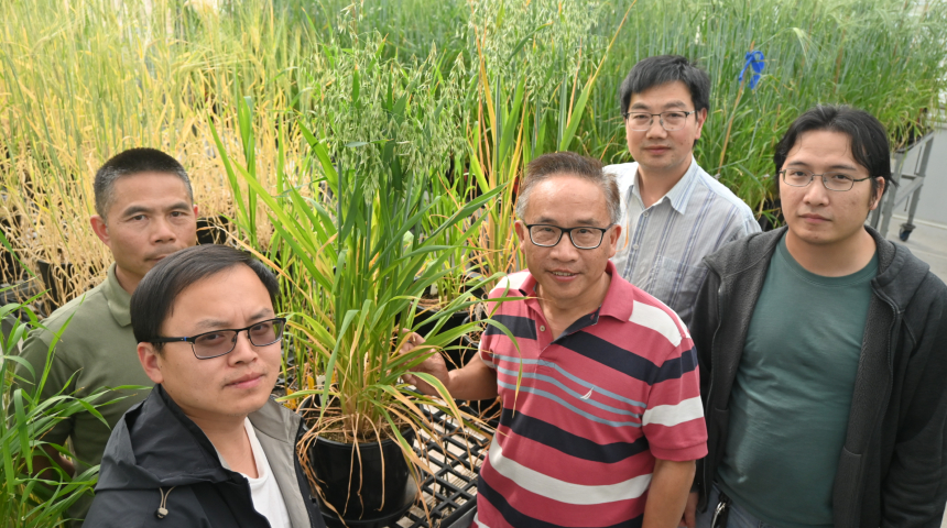 breakthrough-in-oat-genetics-pangenome-project-unlocks-key-traits