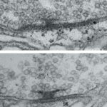 breakthrough-study-reveals-synaptic-maturation-process-in-neural-development