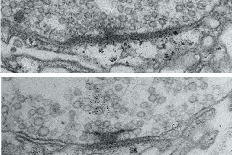 breakthrough-study-reveals-synaptic-maturation-process-in-neural-development