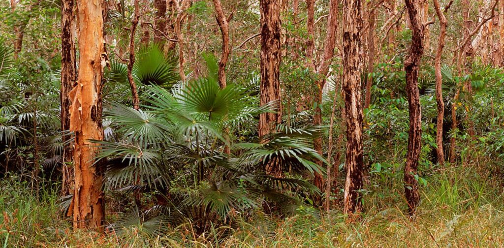 cabbage-tree-palm-an-ancient-australian-native-with-unique-traits