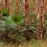 cabbage-tree-palm-an-ancient-australian-native-with-unique-traits