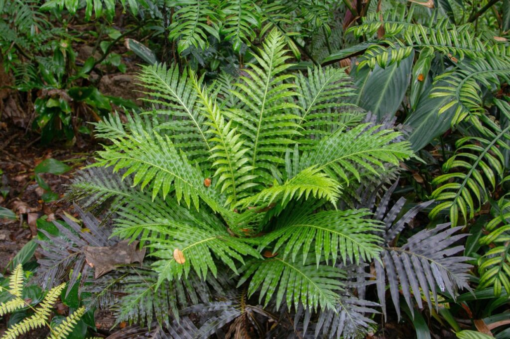 chinese-scientists-discover-rare-earth-minerals-in-living-plant