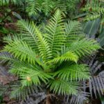 chinese-scientists-discover-rare-earth-minerals-in-living-plant