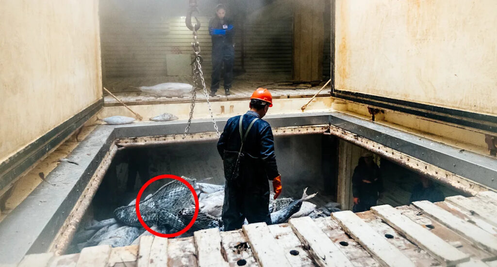 climate-change-threatens-7-5-billion-tuna-industry-in-pacific-islands