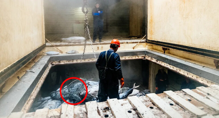 climate-change-threatens-7-5-billion-tuna-industry-in-pacific-islands