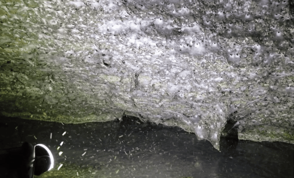 discovery-of-massive-spiderweb-in-toxic-cave-challenges-scientific-understanding