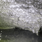 discovery-of-massive-spiderweb-in-toxic-cave-challenges-scientific-understanding