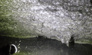 discovery-of-massive-spiderweb-in-toxic-cave-challenges-scientific-understanding