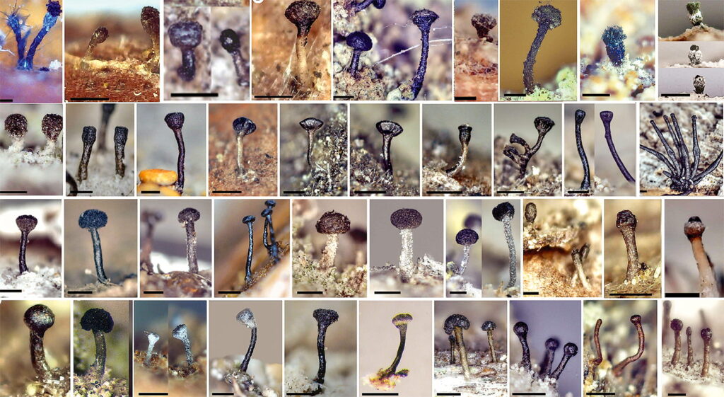 discovery-of-new-fungi-species-highlights-alberta-s-hidden-biodiversity