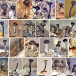 discovery-of-new-fungi-species-highlights-alberta-s-hidden-biodiversity