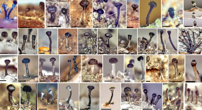 discovery-of-new-fungi-species-highlights-alberta-s-hidden-biodiversity